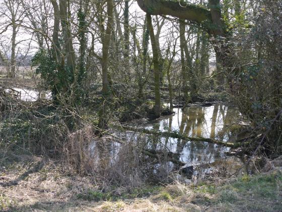 Site 214 Looking into the Pond 14 South Hall Field Pond shared with Site 160 South Hall Field. 6th April 2013