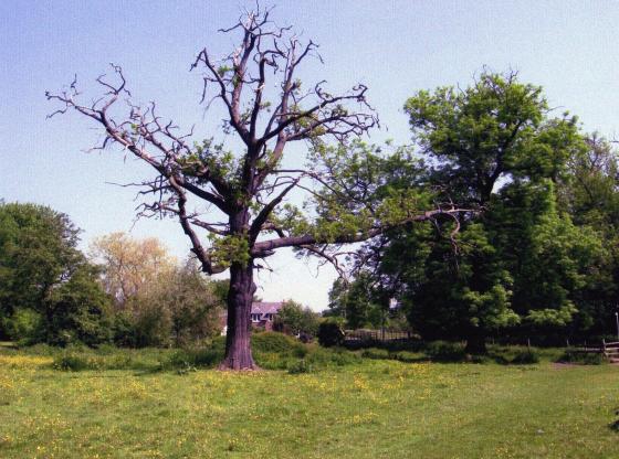 Site 210 Tree 309 June 2006