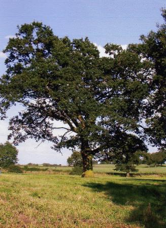 Site 210 Tree 310 August 2004