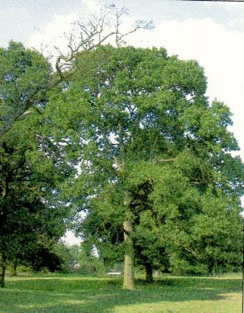 Site 210 Tree 316 August 2004