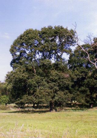 Site 210 Tree 319 August 2004