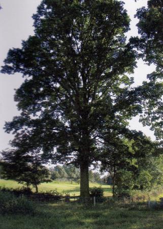 Site 210 Tree 326 August 2004