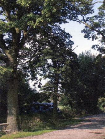 Site 210 Tree 328 (left) and Tree 329 (centre) August 2004