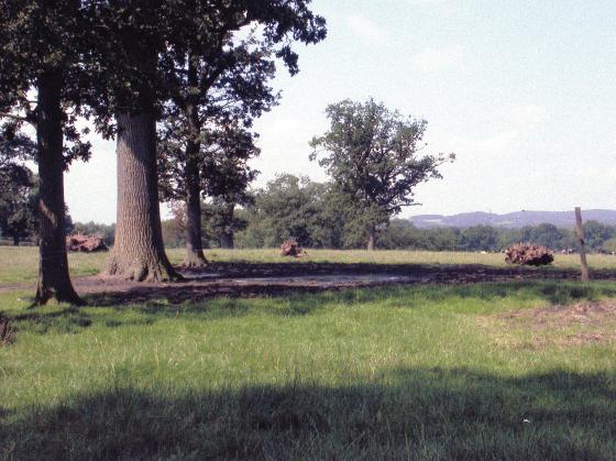 Site 220 Old Elm stumps being grubbed up by the side of Thomas Babingtons Carriageway. August 2004