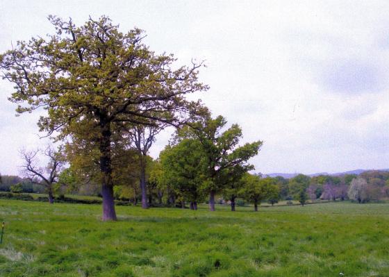 Site 220. Thomas Babingtons Carriageway to the left at the top of Brookfield. May 2005