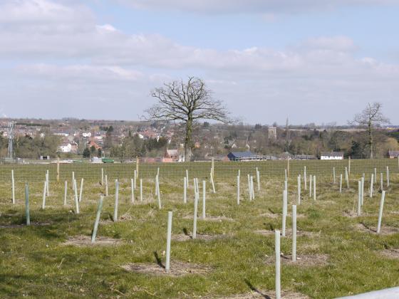 Site 220 Looking to Rothley Church. Tree planting as part of the landscaping for the new housing development. 6th April 2013