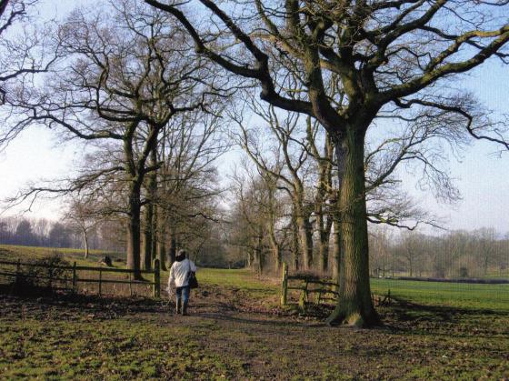 Site 223 to the left as you enter Site 222 Thomas Babingtons Carriageway. January 2006