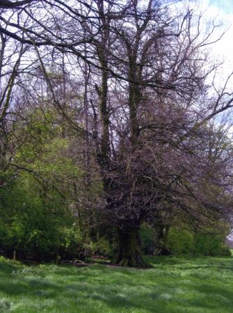 Site 223 Ancient Lime Tree 548 with a girth of 3.8m at SK58491195. April 2006