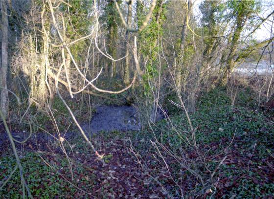 Site 226 Pond 49 Pethefers Pond. January 2011