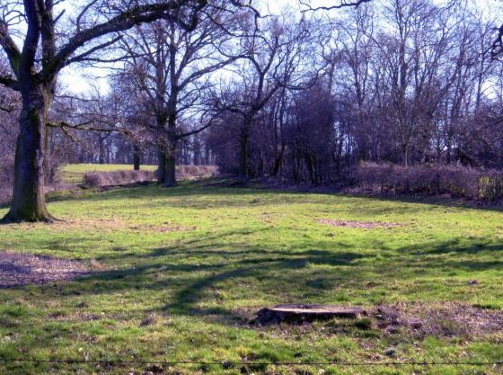 Site 227 Looking into Thorney Wong from the Bridle Road. March 2006