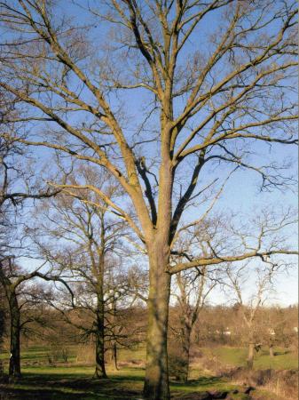 Site 227 Trees 539, 540, 538 and 543 (right). March 2006