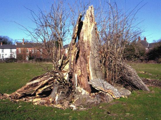 Site 228 This would have been an Ancient Ash with a stump of over 4.0m at SK58261231. March 2006