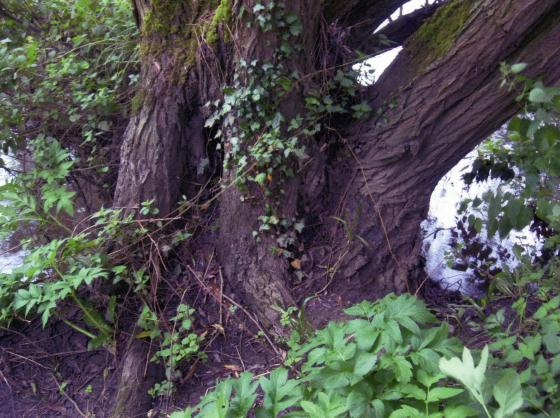 Large trunks of Crack Willow. August 2007