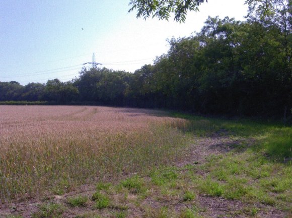 Site 233 Looking to Site 239 Kinchley House Field with The Mineral Line Site 154 to the right. July 2006