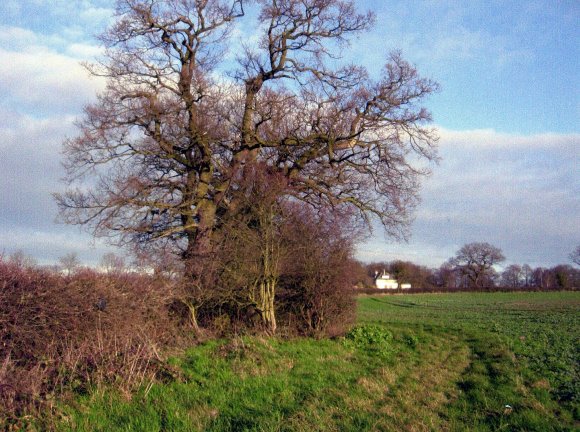 Site 233 Looking to Kinchley House with Kinchley Lane to the left. Pond 39 Kinchley Lane Pond in the thicket on the left. January 2007