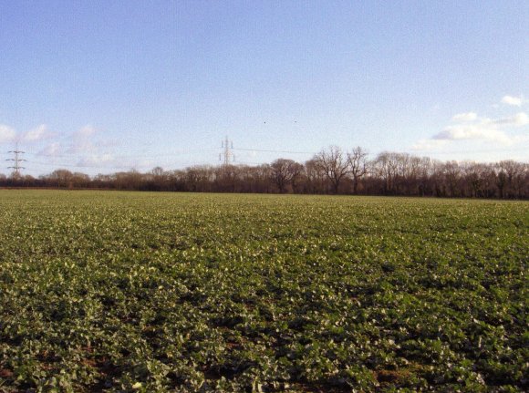 Site 234 Looking to the Mineral Line Site 154. January 2007