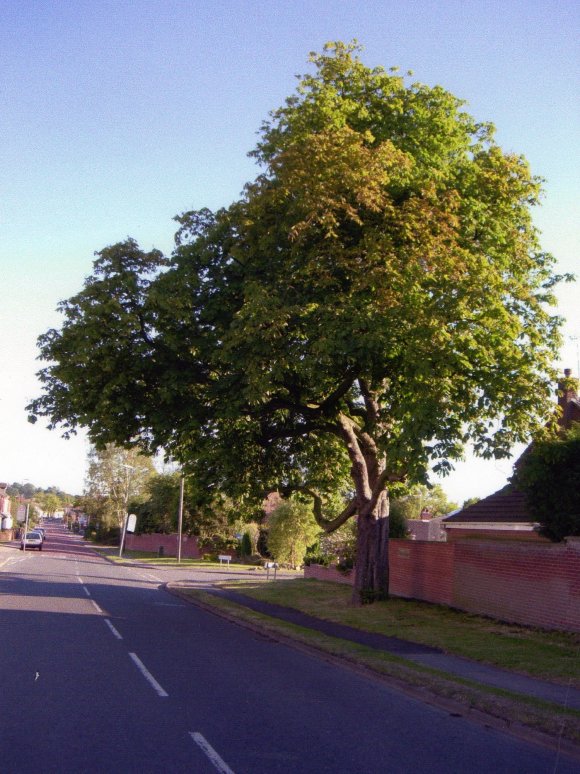 Site 238 Ancient Horse Chestnut Tree 559 with a girth of 3.1m at SK58351325. July 2006