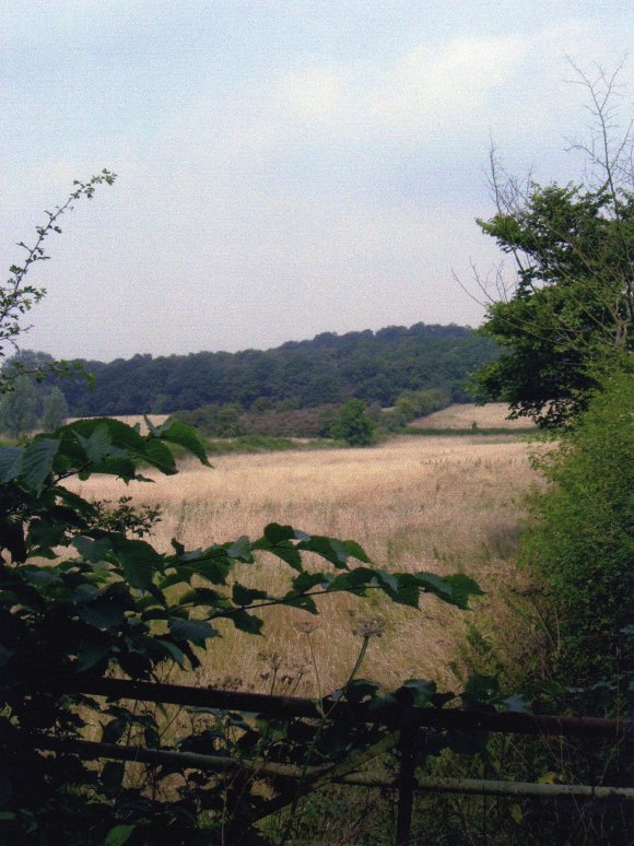 Site 241 Looking from Kinchley Lane. July 2006