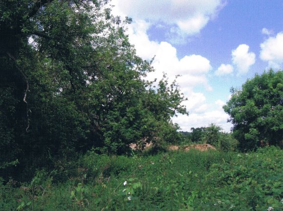 The garden of Linkfield farm. July 2007