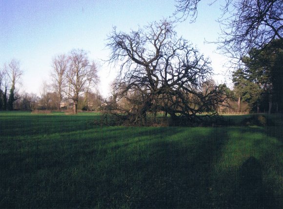 Tree 110 Blown over October 2006. January 2007